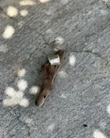 Anillo ancho de alpaca con textura irregular.