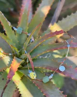Collar corto de cuentas de colores con dije de pez de cerámica, piedras naturales y detalles en plata 925.