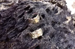 Anillo plateado con textura irregular y diseño rústico.