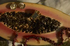 Aros tipo botón dorados con textura irregular que simula la superficie de un molusco.