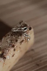 Aros colgantes plateados con forma de eslabones de cadena.