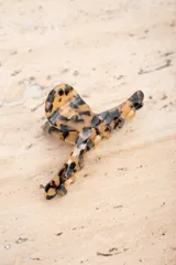 Broche para el pelo color carey con diseño de animal print.