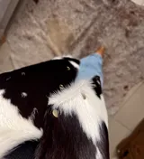 Chaleco de cuero vaquilla con estampado animal print de vaca en blanco y negro. Espalda de gamuza negra y botones dorados.