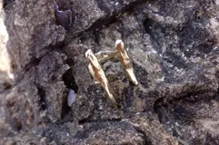 Anillo plateado con diseño abstracto y abierto, realizado en alpaca.