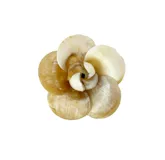 Broche con forma de flor hecho en asta color natural.
