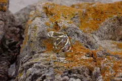 Anillo ancho de diseño orgánico y calado, con apariencia de red o magma solidificado.