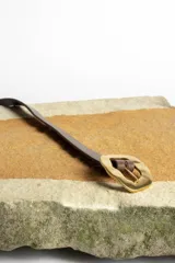 Cinturón color crema con hebilla cuadrada dorada con diseño irregular.