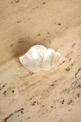 Broche con forma de caracola color blanco nacarado con detalles dorados.