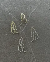 Aros colgantes con diseño orgánico inspirado en formas de coral, elaborados en metal con baño de plata y pernos de plata 925.