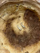 Aros colgantes de plata 925 con forma de gota.