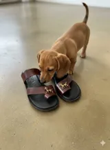 Sandalias de cuero color marrón con base negra, diseño de doble tira y aplique metálico de bronce con forma de perro.