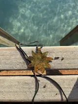 Colgante dorado con forma de sol de 8 puntas, con cordón negro.