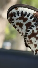 Mocasines de cuero con estampado animal print de vaca en blanco y marrón.