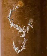 Aros plateados con forma de rama de coral.